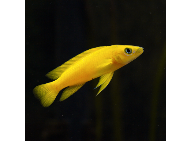 Лампрологус лелеупи (Lamprologus leleupi)