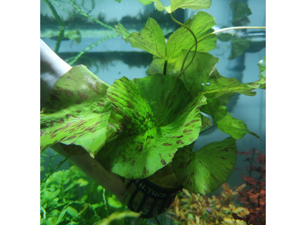 Нимфея тигровая зеленая (в горшке) (Nymphaea lotus)
