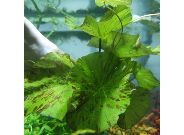 Нимфея тигровая зеленая (в горшке) (Nymphaea lotus)