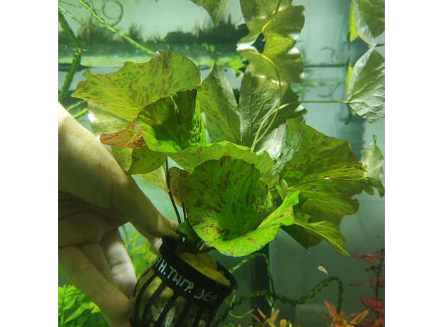 Нимфея тигровая зеленая (в горшке) (Nymphaea lotus)