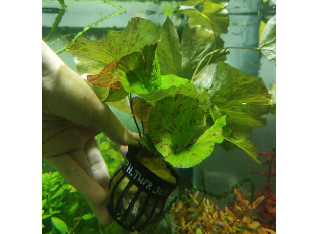 Нимфея тигровая зеленая (в горшке) (Nymphaea lotus)