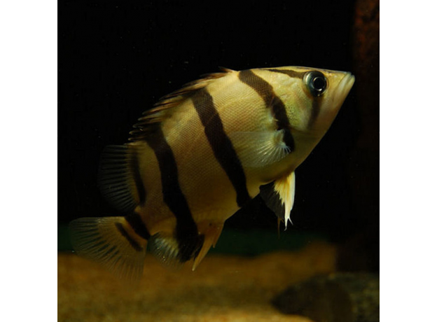 Окунь тигровый сиамский, Датниоидес (Datnioides microlepis)