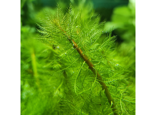 Перистолистник Скабратум, зеленый  (с грузом) (Myriophyllum scabratum)