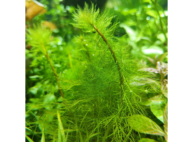 Перистолистник Скабратум, зеленый  (с грузом) (Myriophyllum scabratum)