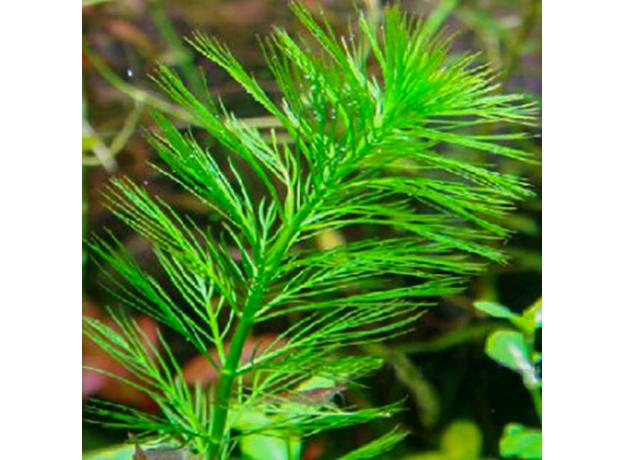 Перистолистник элатиноидес (в горшке) (Myriophyllum elatinoides)