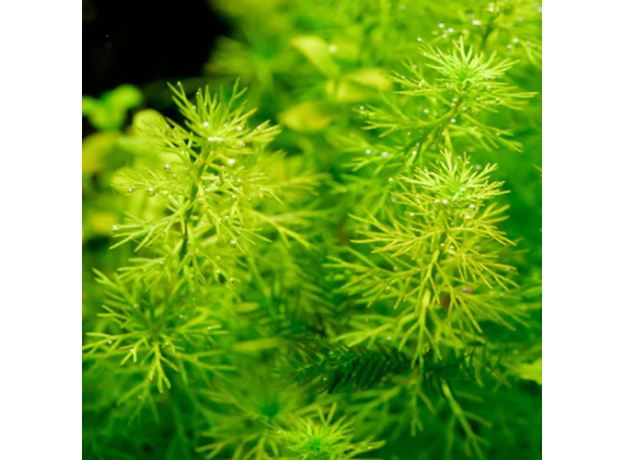 Перистолистник элатиноидес (в горшке) (Myriophyllum elatinoides)