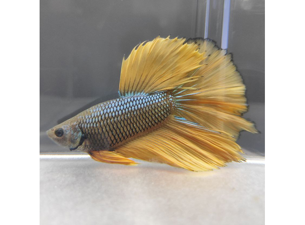 Петушок Халфмун Горчичный газ (самец) (Betta splendens)