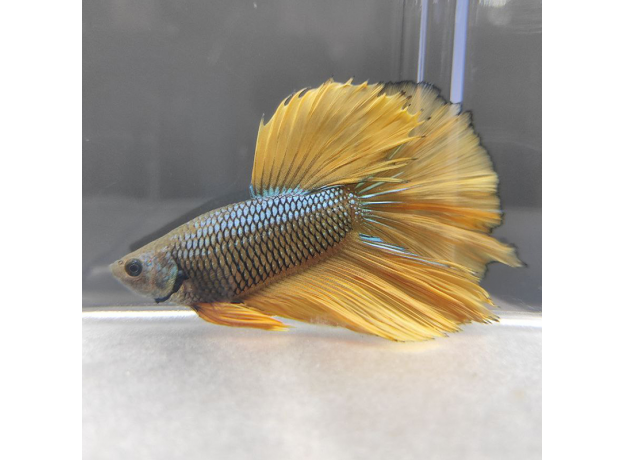 Петушок Халфмун Горчичный газ (самец) (Betta splendens)