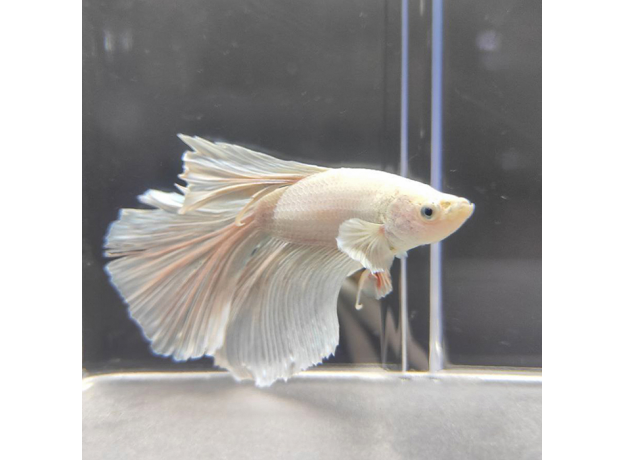 Петушок Халфмун Дамбо белый (самец) (Betta splendens)