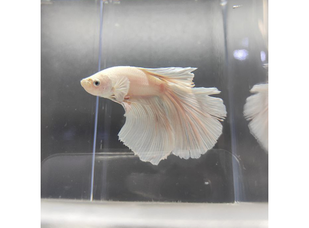 Петушок Халфмун Дамбо белый (самец) (Betta splendens)