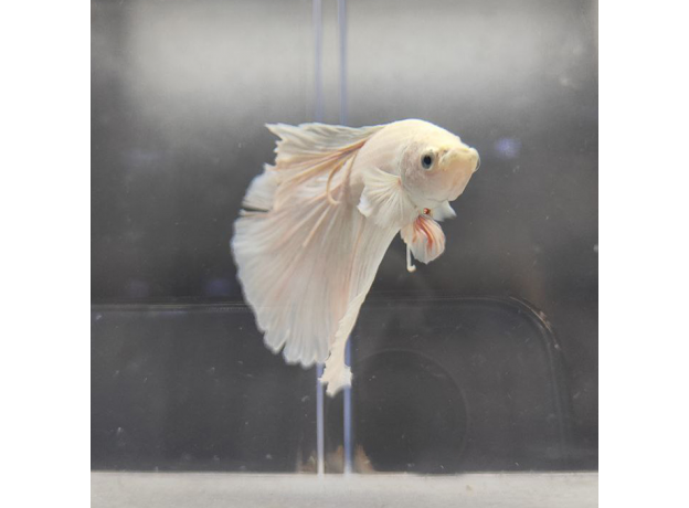 Петушок Халфмун Дамбо белый (самец) (Betta splendens)