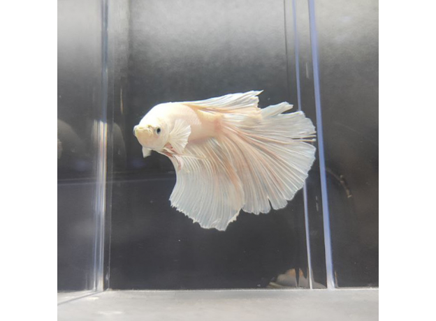 Петушок Халфмун Дамбо белый (самец) (Betta splendens)