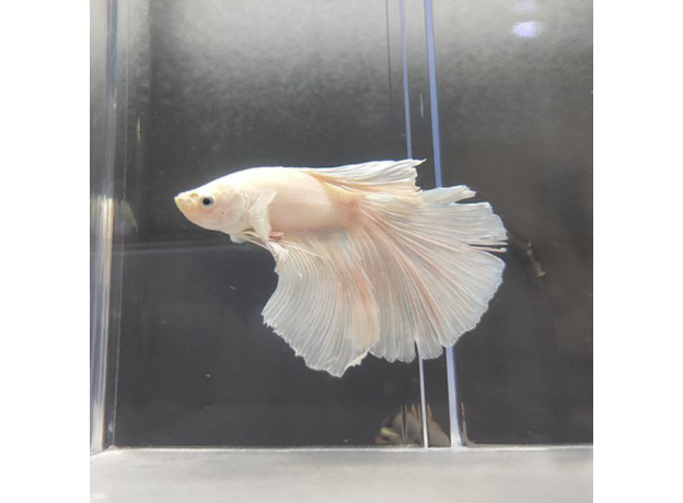 Петушок Халфмун Дамбо белый (самец) (Betta splendens)