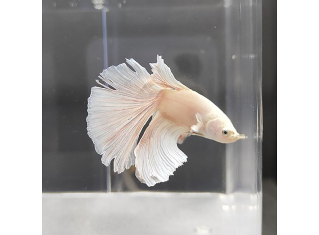 Петушок Халфмун Дамбо белый (самец) (Betta splendens)