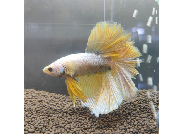 Петушок Халфмун Золотой дракон (самец) (Betta splendens)