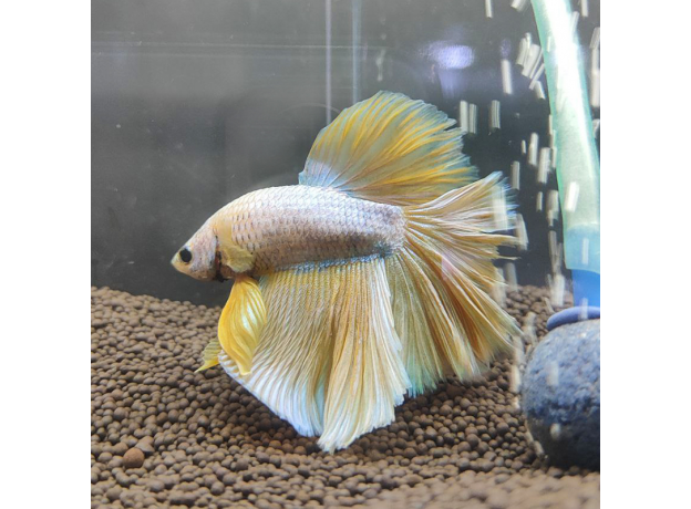 Петушок Халфмун Золотой дракон (самец) (Betta splendens)