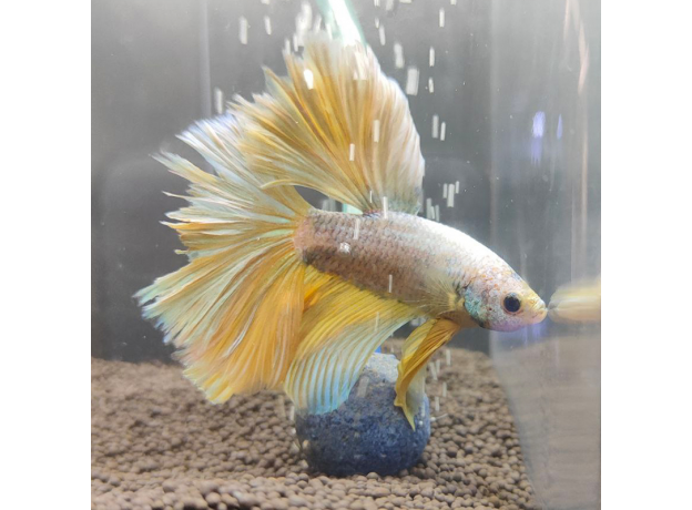 Петушок Халфмун Золотой дракон (самец) (Betta splendens)