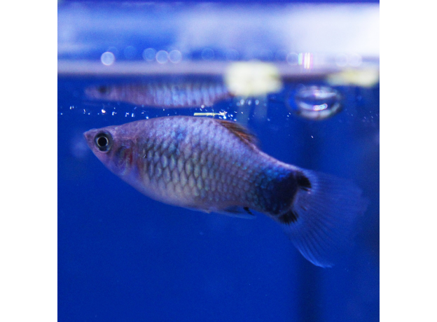 Пецилия голубая Микки Маус