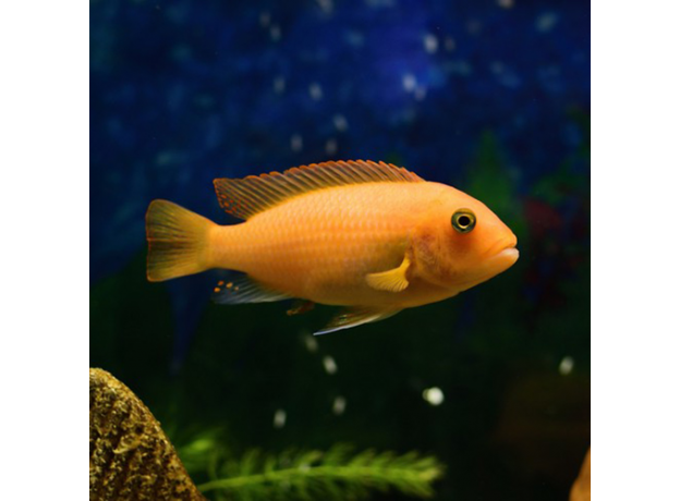 Псевдотрофеус зебра красный Минос Риф L (Maylandia zebra Minos Reef)