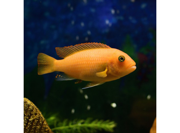 Псевдотрофеус зебра красный Минос Риф L (Maylandia zebra Minos Reef)