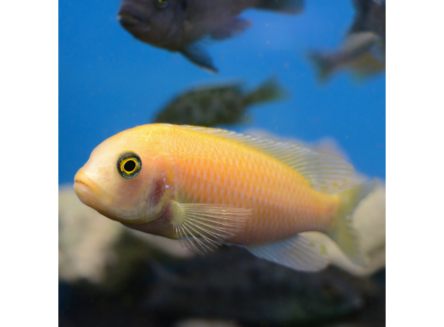 Псевдотрофеус зебра красный Минос Риф L (Maylandia zebra Minos Reef)