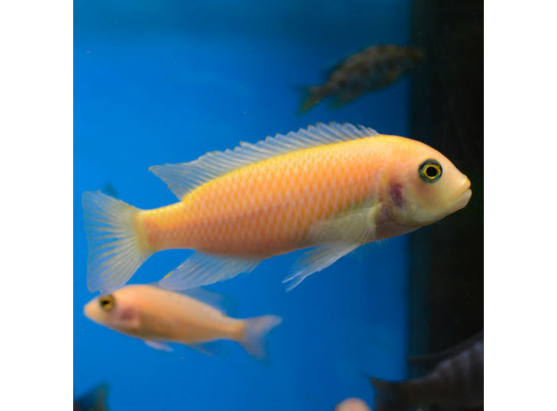Псевдотрофеус зебра красный Минос Риф L (Maylandia zebra Minos Reef)