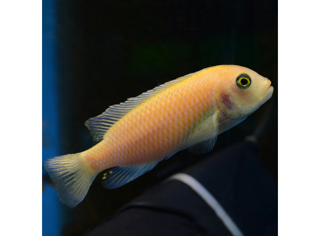 Псевдотрофеус зебра красный Минос Риф L (Maylandia zebra Minos Reef)
