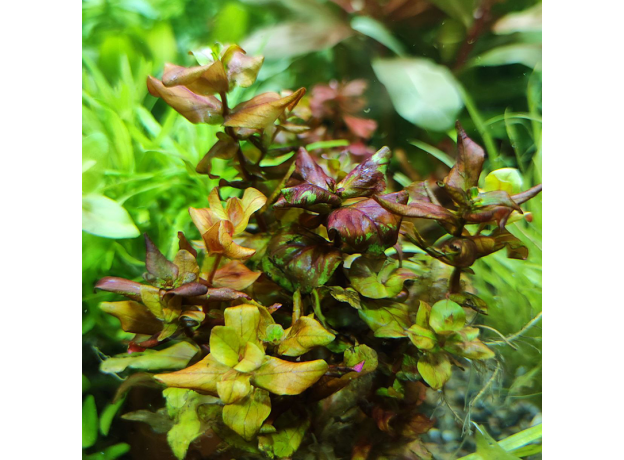 Ротала макрандра мини (с грузом) (Rotala macrandra Mini)