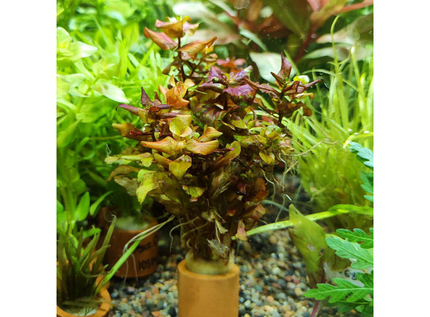 Ротала макрандра мини (с грузом) (Rotala macrandra Mini)