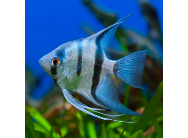 Скалярия голубая (L) (Pterophyllum scalare)