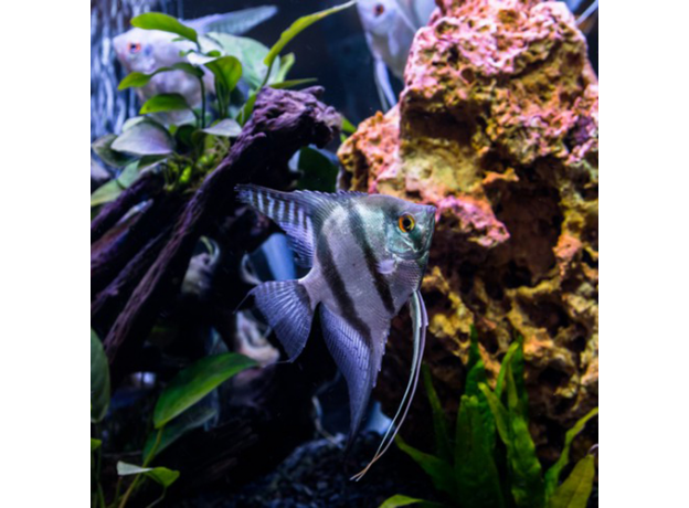 Скалярия голубая (L) (Pterophyllum scalare)