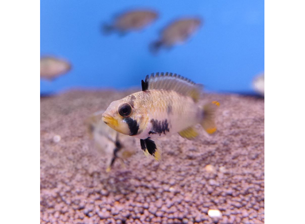 Апистограмма пандуро (Apistogramma panduro)