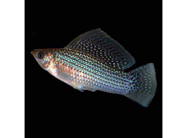 Велифера ассорти SM (Poecilia velifera)