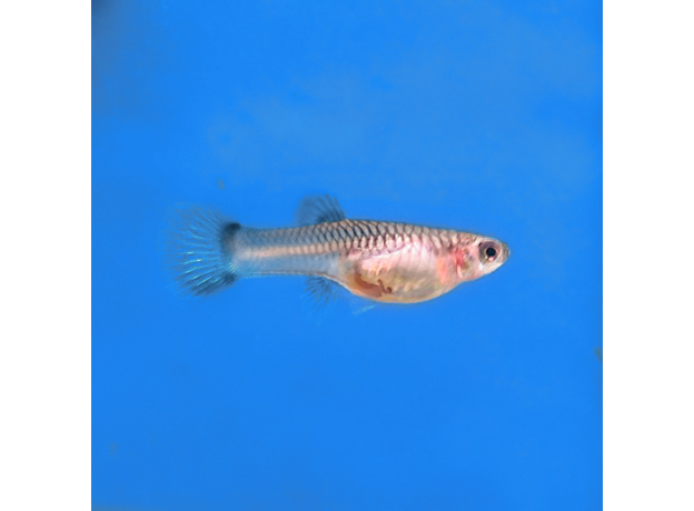 Гуппи Панда (самка) (Poecilia reticulata x wingei)