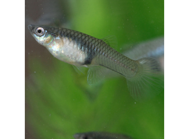 Гуппи Панда (самка) (Poecilia reticulata x wingei)