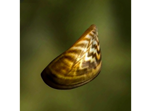 Дрейссена речная (Dreissena polymorpha)