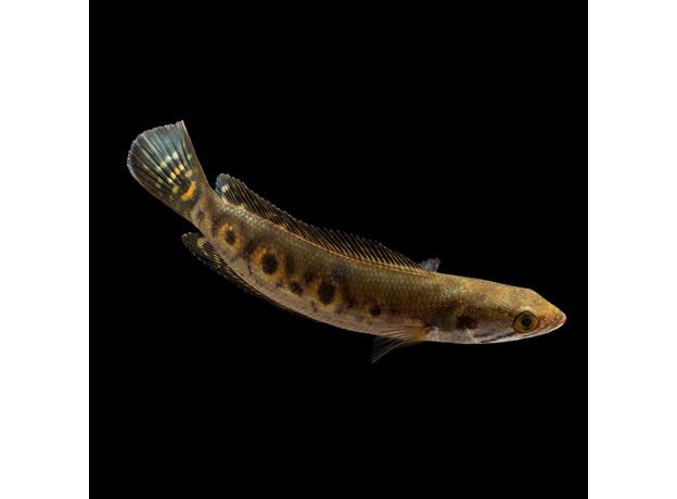 Змееголов глазчатый (M) (Channa pleurophthalma)