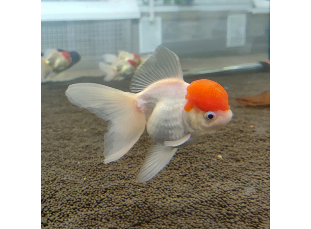 Золотая рыбка Оранда красная шапочка XL (Carassius auratus var.)