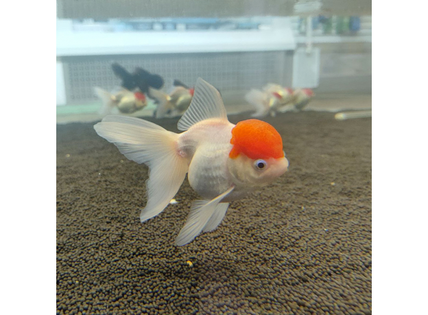 Золотая рыбка Оранда красная шапочка XL (Carassius auratus var.)