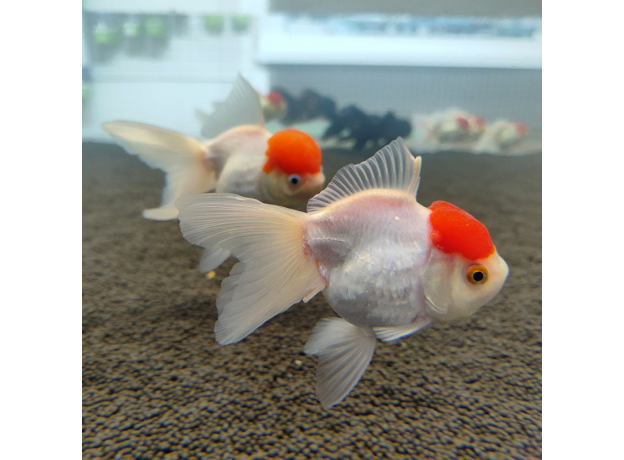 Золотая рыбка Оранда красная шапочка XL (Carassius auratus var.)