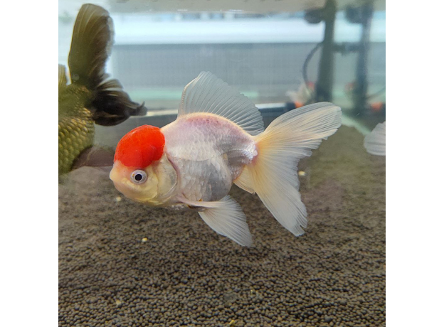 Золотая рыбка Оранда красная шапочка XL (Carassius auratus var.)