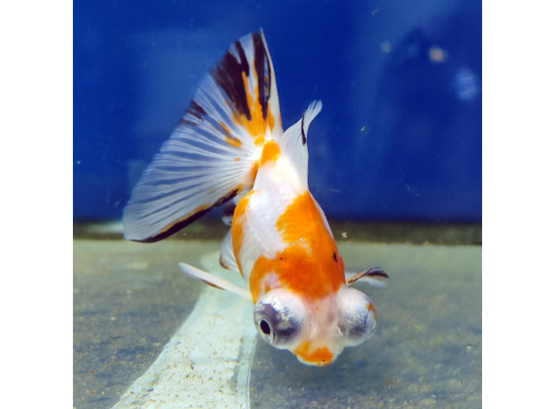 Золотая рыбка Телескоп бабочка красно-белый L (Carassius auratus)