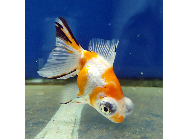 Золотая рыбка Телескоп бабочка красно-белый L (Carassius auratus)