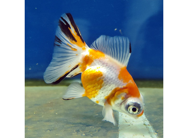 Золотая рыбка Телескоп бабочка красно-белый L (Carassius auratus)