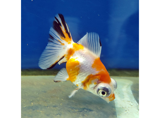 Золотая рыбка Телескоп бабочка красно-белый L (Carassius auratus)