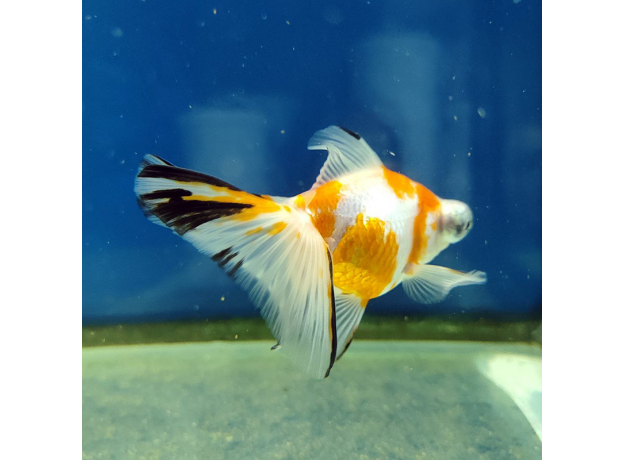 Золотая рыбка Телескоп бабочка красно-белый L (Carassius auratus)