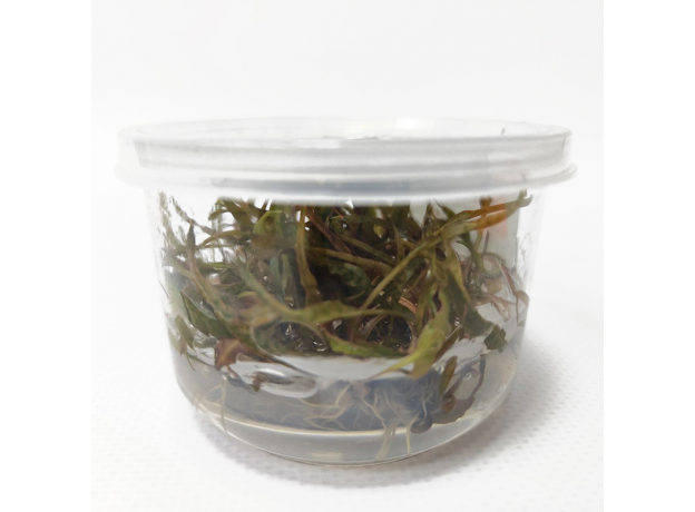 Криптокорина ржавая (Cryptocoryne ferruginea sekadauensis) (меристема)
