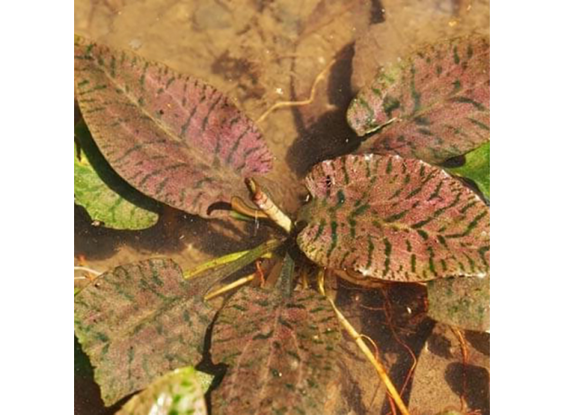 Криптокорина ржавая (Cryptocoryne ferruginea sekadauensis) (меристема)