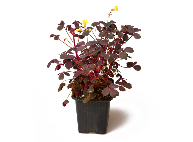 Оксалис (Oxalis vulcanicola ‘Plum’)