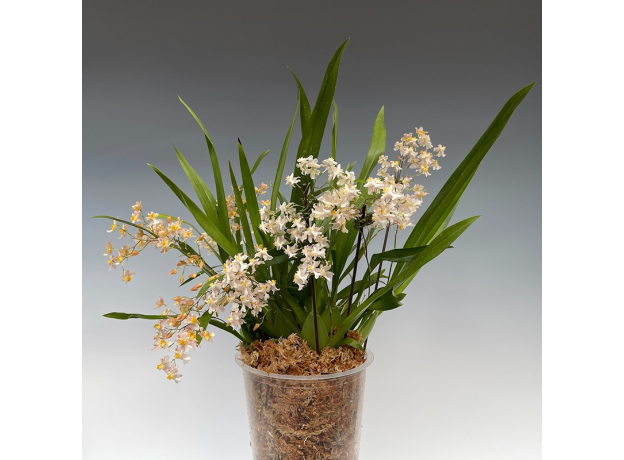 Орхидея (Oncidium Twinkle White)